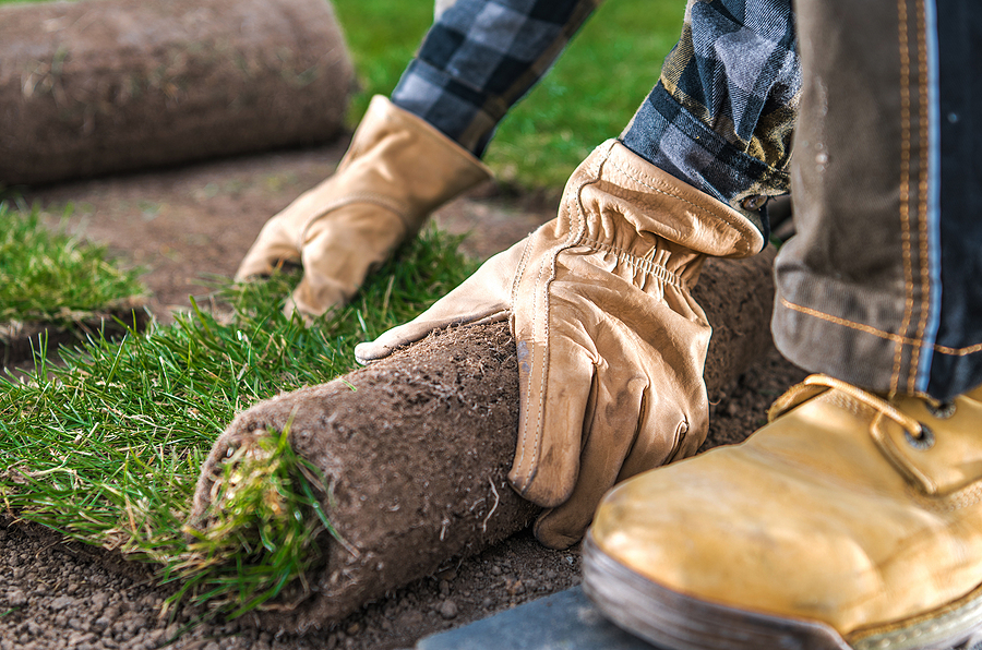 planting grass cover